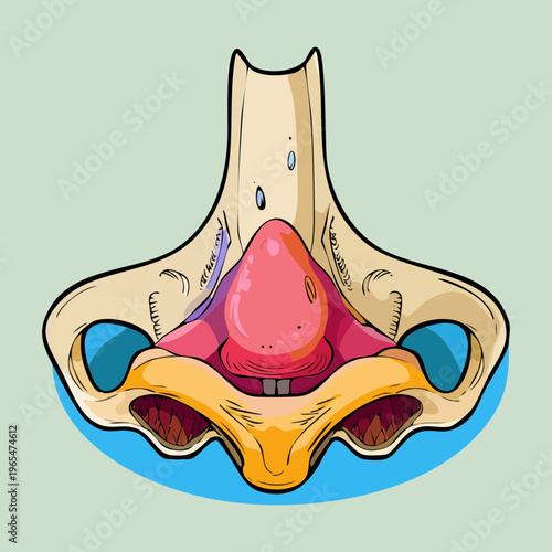 Frontal view of the internal structure of a human nose showing cartilage and nasal cavities for ENT medical education and study