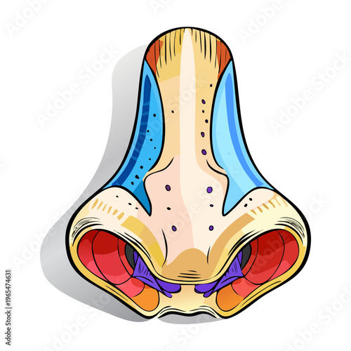 Anatomical cross section of a human nose showing internal nasal passages and structure for medical science and ENT health study purposes
