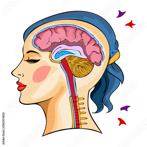 Side profile of a human head showing a cross section of the brain and nasal passages for neurological and respiratory study