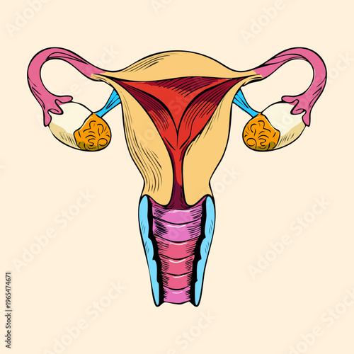 Detailed diagram of the human uterus and ovaries representing female reproductive health and biological anatomy for medical and scientific study material