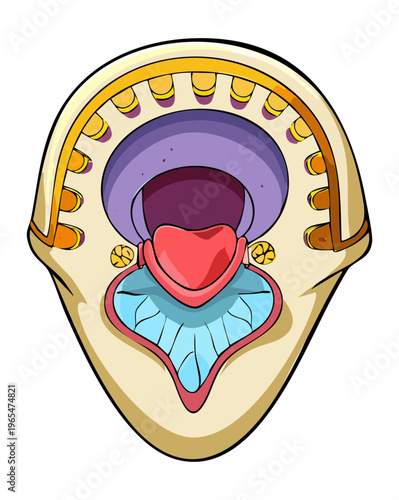 Open human mouth with a tongue and dental arch showing the oral cavity and teeth structure for biological and dental study