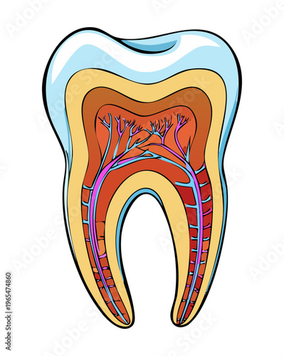 Detailed cross section of a human tooth showing internal layers like enamel dentin and pulp for medical and dental health education