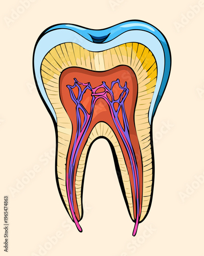 Anatomical tooth illustration with internal blood vessels and nerves for professional dentistry education and scientific oral health study and research