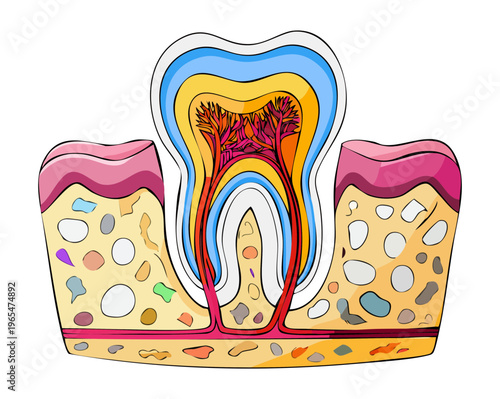 Detailed anatomical tooth illustration showing internal nerves and blood supply for professional dental medicine and oral health science and education