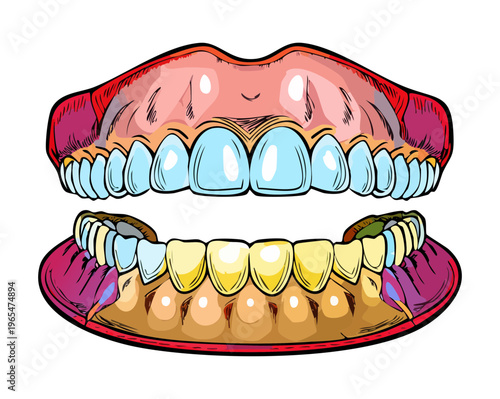 Artistic anatomical drawing of human dentition with yellow and blue shading highlighting the gum line and tooth roots for dental studies