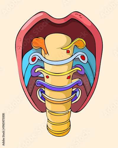 Cross section of human neck anatomy showing larynx and trachea structure for respiratory system education and medical speech therapy training materials