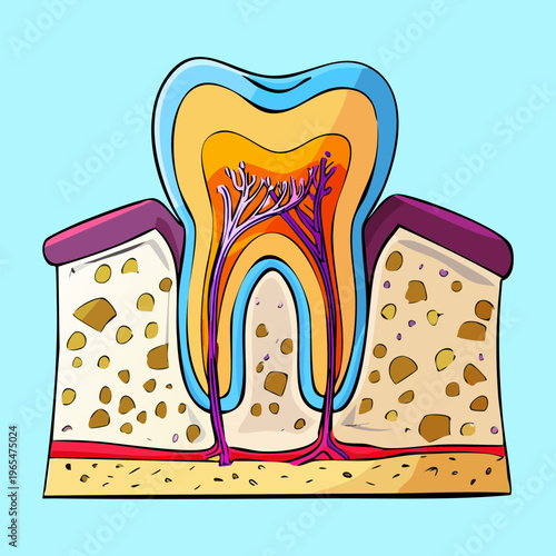 Detailed cross section of a human tooth showing enamel dentin and pulp cavity for dental education and oral health professional presentations