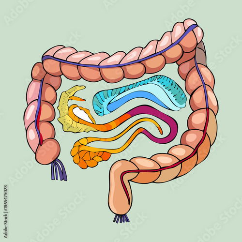 Anatomical illustration of the human colon with detailed internal structure for medical diagnostics training and digestive system health education materials