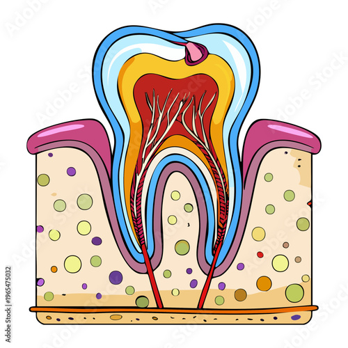 Medical illustration of human tooth structure with root canals and nerves for dental surgery training and clinical oral hygiene patient education