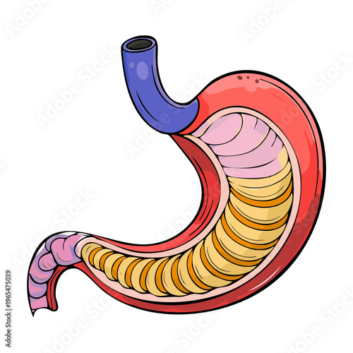 External view of the human stomach organ showing muscular structure for medical science education and digestive system health awareness and research