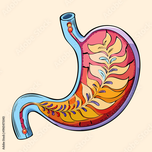 Artistic medical drawing of human stomach showing internal gastric folds and vascular supply for gastroenterology professionals and university anatomy students
