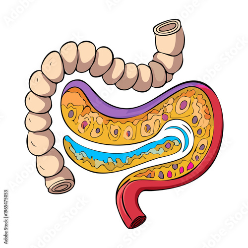 Human large intestine anatomy showing ascending and descending colon for digestive health education and gastroenterology medical professional research and study