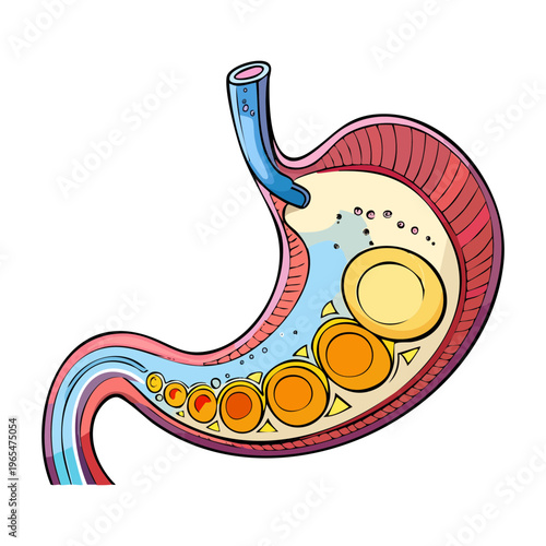 Cross section of the human stomach showing gastric layers and internal lining for gastroenterology studies and medical science educational presentation slides