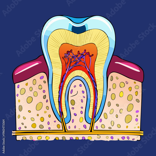 Anatomical diagram of a human tooth showing internal layers and surrounding gum tissue for professional dental studies and medical science journals