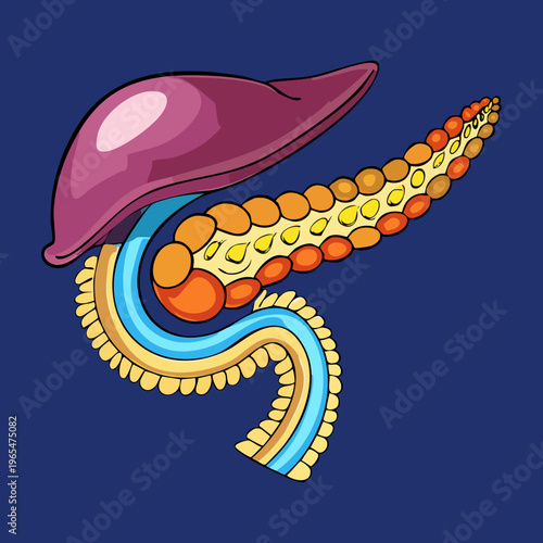 Detailed anatomical illustration of the human pancreas showing its structure and connection to the biliary system for medical science education