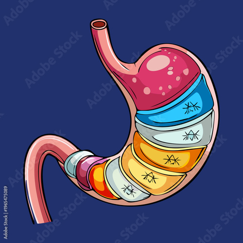 Colorful diagram of human stomach showing internal layers and digestive processes for medical education and gastroenterology professional healthcare materials and research