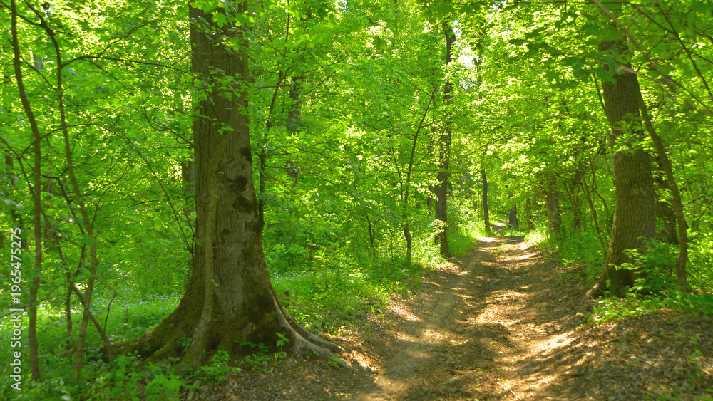 Fototapeta premium The unrivalled experience of walking along a path through a beech forest in Transylvania, where you can hear the silence. 