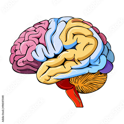 Detailed anatomical illustration of the human brain with colorful regions for neurological science education and medical professional training and clinical research