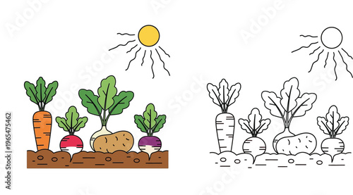 Vegetable Garden Illustration with Root Crops Carrot Radish Potato and Turnip Under Sun Vector Set for Coloring Book Educational Material and Agricultural Icons Design