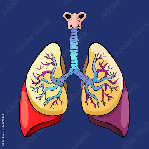 Detailed anatomical illustration of human lungs and bronchial tree on a dark blue background for respiratory health education and clinical study