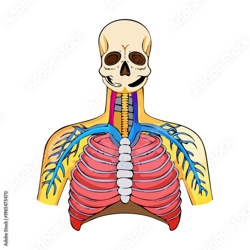 Human upper body anatomy showing lungs and rib cage for medical science education and thoracic health professional training and clinical research