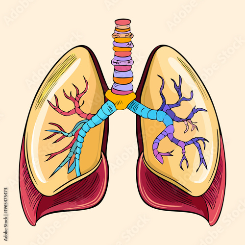 Medical illustration of human lungs showing internal airway network for pulmonology education and professional respiratory system health awareness and clinical research