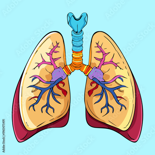 Anatomical diagram of human lungs and trachea for respiratory system education and medical science research and professional healthcare professional training materials