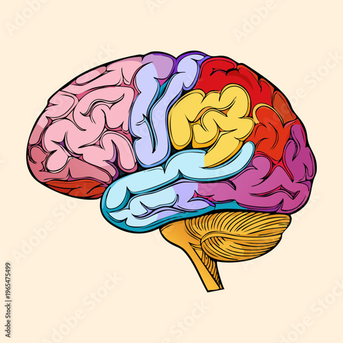 Profile view of human brain anatomy with distinct color coding for different functional areas for neuroscience education and medical science research