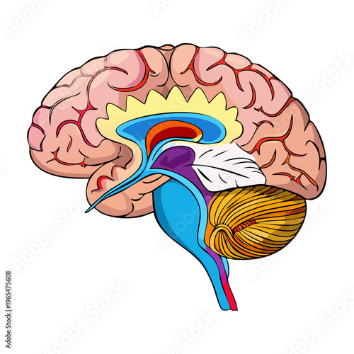 Detailed anatomical drawing of human brain for neurology education and medical science research and professional healthcare professional training and clinical study