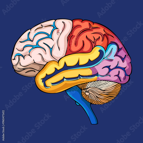 Lateral view of human brain anatomy with colorful regions for neurological science education and medical professional training and clinical research purposes