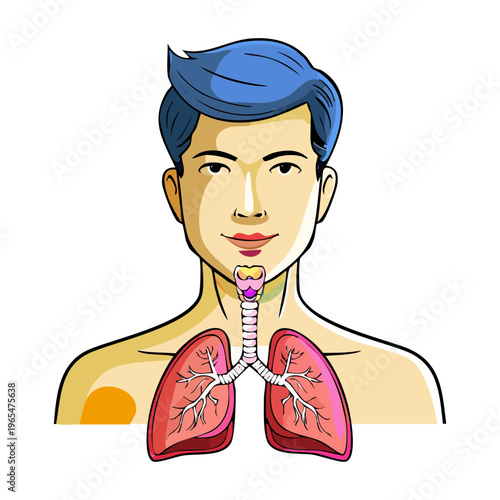 Human male torso anatomy showing lungs and trachea for respiratory system education and medical science research and professional healthcare professional training