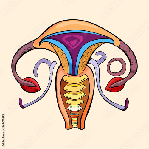 Human female reproductive system anatomy with colorful regions for gynecological health education and medical science research and professional clinical training materials