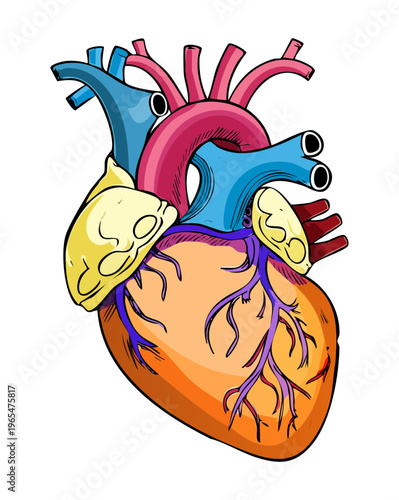Detailed medical illustration of the human heart showing vascular structure for cardiology education and professional healthcare training and clinical science research
