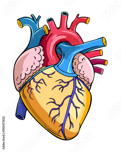 Vibrant medical illustration of the human heart with detailed vascular network for professional cardiology education and health awareness and clinical research