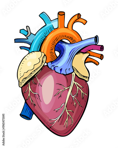 Human heart anatomy showing internal chambers and vessels for cardiology education and medical science research and professional healthcare training and study