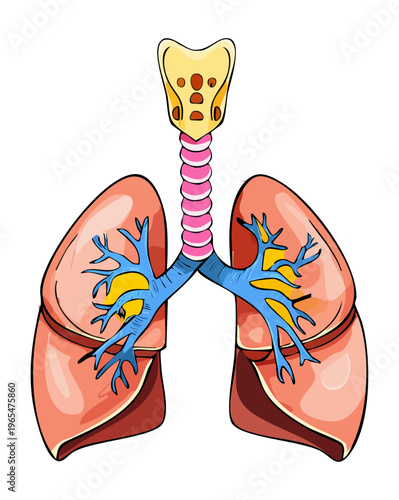 Human lungs and trachea anatomy for respiratory system education and medical science research and professional healthcare professional training and clinical study