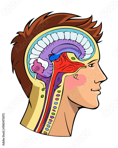 Detailed cross section of human head showing brain and oral cavity for medical education and professional healthcare training and clinical research