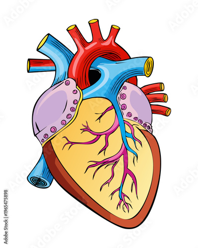 Detailed medical drawing of the human heart for cardiology education and professional healthcare training and clinical science research and study materials