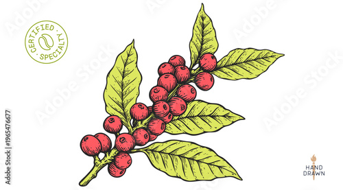 Vintage coffee branch bean plant sketch, organic cafe engraved logo. Botanical coffee plant bean branch identity, eco natural drawing. Bean branch plant coffee sketch. Vector Illustration