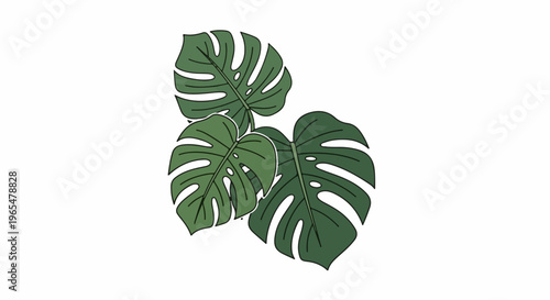 Group of three large, green Monstera leaves with characteristic holes