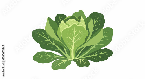 Green leafy vegetable with visible veins on a white background