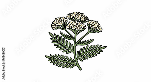 Flat illustration of a yarrow plant with white flowers and green leaves