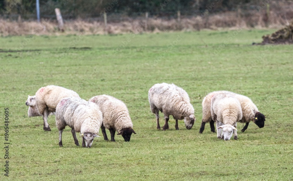 Fototapeta premium sheep in the field
