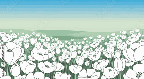 Expansive field of white flowers with rolling green hills and blue sky