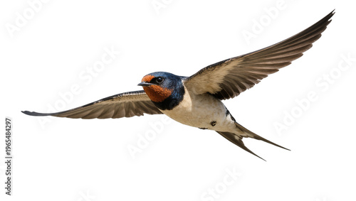 Konstfotografi Isolated Barn Swallow bird flying gracefully with wings spread, a beautiful migr