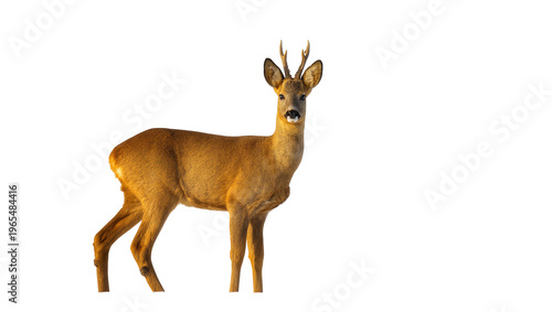 Cuadro en lienzo Isolated majestic roe deer buck with antlers standing gracefully, facing forward