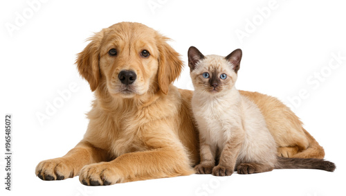 Fotografía Isolated golden retriever puppy and Siamese kitten lying together, looking adora