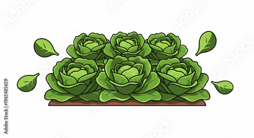Fresh green cabbages growing in a row with loose leaves scattered