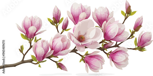 Pink Magnolia Flowers on Branch Isolated on White