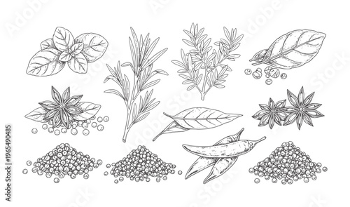 Hand drawn collection of herbs and spices including basil rosemary star anise chili peppers and